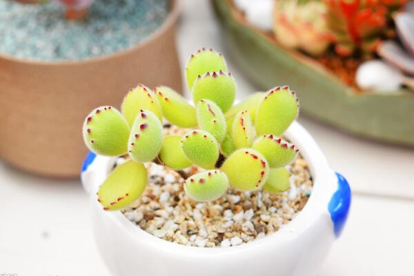 多肉熊童子的種植過程，熊童子種植詳細(xì)步驟介紹