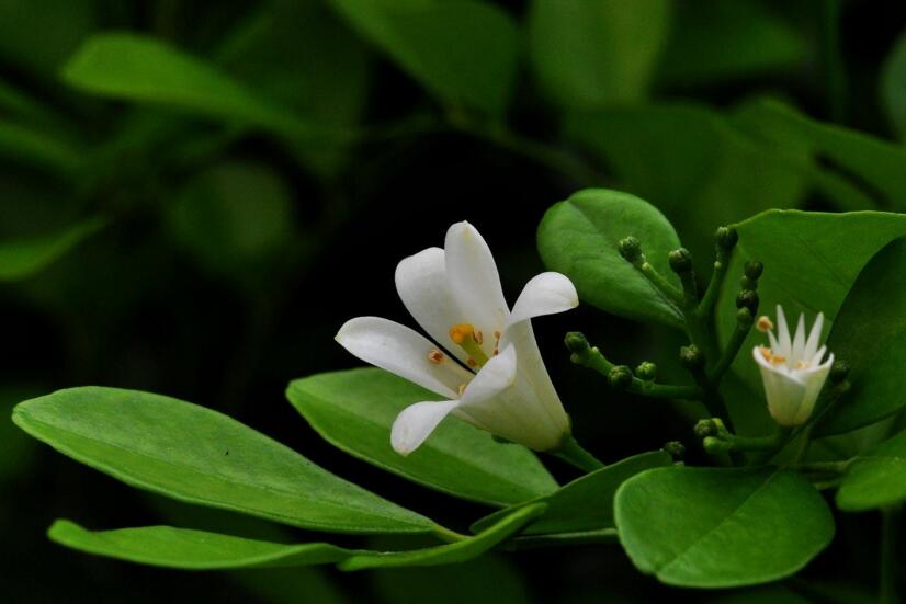 九里香花期養(yǎng)護(hù)方法，在開花的時(shí)候要注意這3種情況