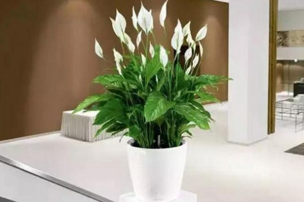 一帆風(fēng)順怎樣扦插，它是不能進行扦插的