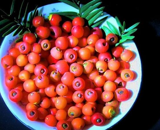 紅豆杉的正確食用方法，盤點營養(yǎng)價值最高四種方法