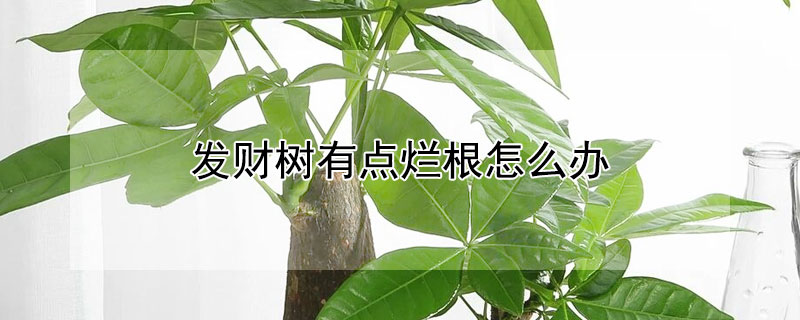 發(fā)財(cái)樹有點(diǎn)爛根怎么辦