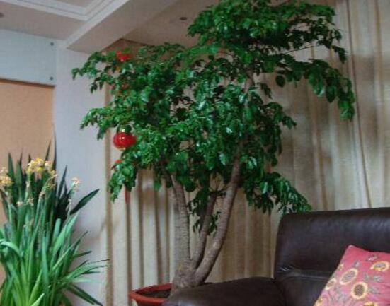 幸福樹放在哪里好風(fēng)水，盤點(diǎn)最佳四個(gè)好風(fēng)水位置(客廳/臥室/書房/陽臺(tái))