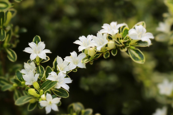 六月雪葉子干枯掉落，澆水不及時/光照過強等