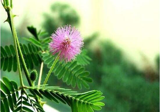 含羞草怎么養(yǎng)殖，老農(nóng)總結(jié)最實(shí)用五個(gè)養(yǎng)殖要點(diǎn)