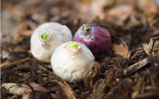 風(fēng)信子怎么種，老農(nóng)總結(jié)最簡(jiǎn)單有效五個(gè)步驟