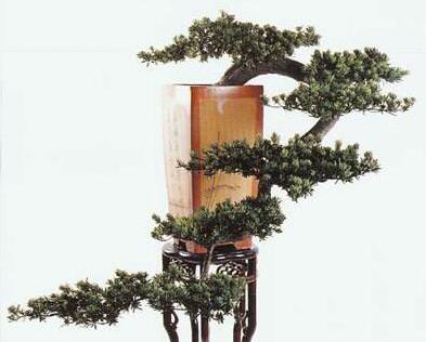 小葉羅漢松怎么養(yǎng)，掌握最佳的養(yǎng)殖方法最重要