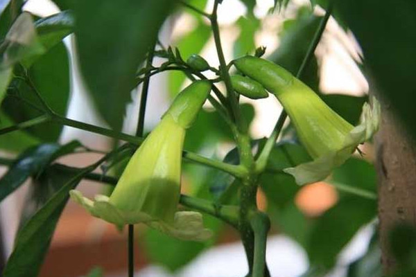 幸福樹葉子卷曲下垂怎么辦，適當(dāng)停止?jié)菜ＷC通風(fēng)