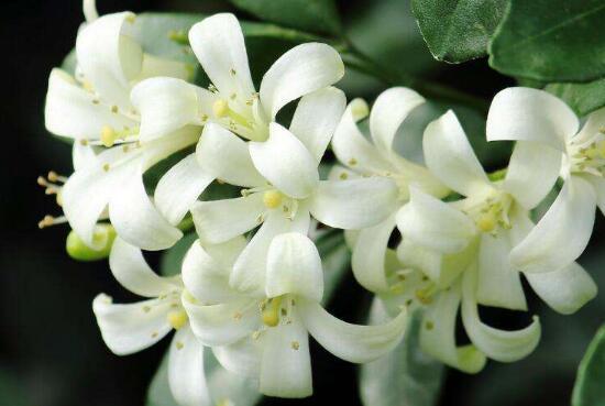 九里香冬天怎么施肥，九里香施什么肥好