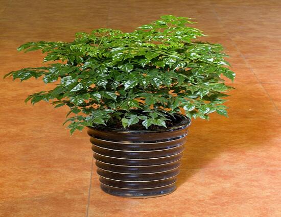 幸福樹葉子干枯怎么回事，四種原因以及解決辦法