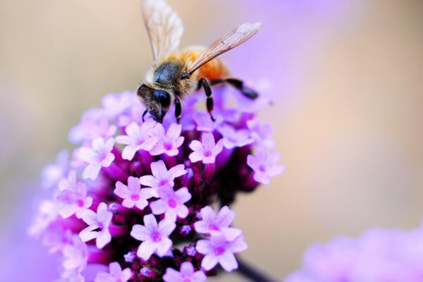 薰衣草花語圖片，薰衣草代表真愛