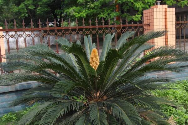 鐵樹應(yīng)該怎么養(yǎng)，養(yǎng)殖鐵樹的5大要點