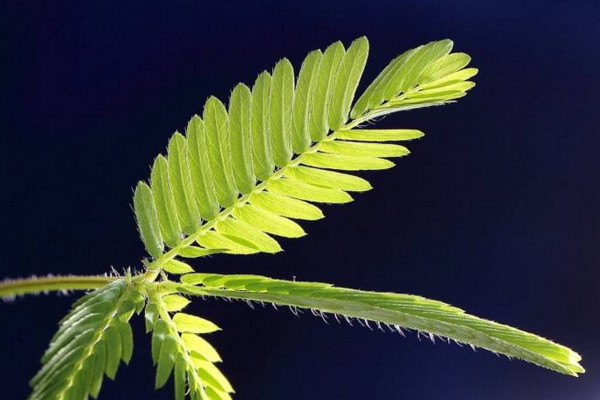 含羞草為什么會(huì)害羞