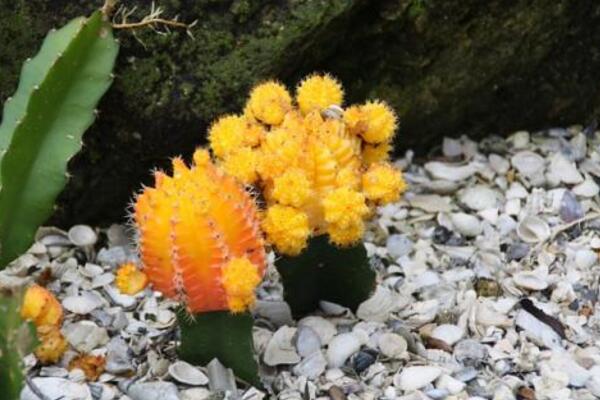 仙人掌開花圖片，既驚艷又罕見