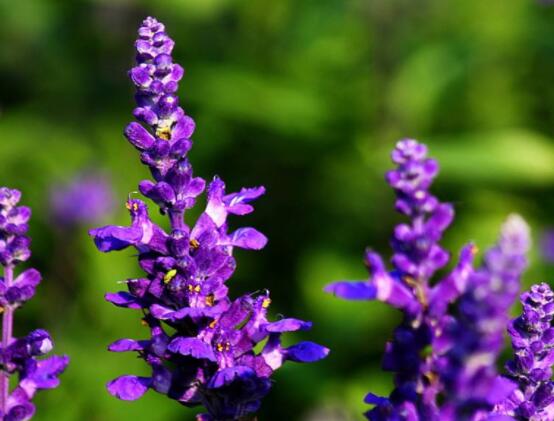 薰衣草精油的功效與用法，美容養(yǎng)顏、舒緩心情