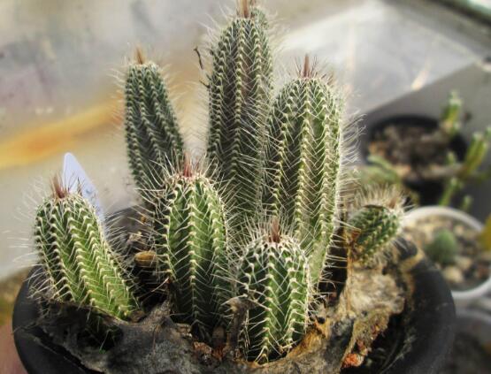 仙人掌的蟲害防治大全，三種蟲害以及解決辦法