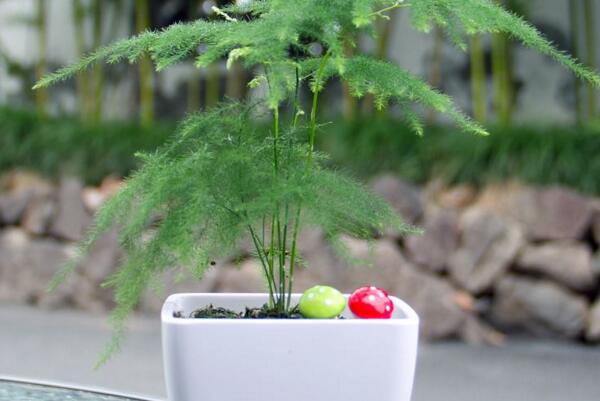 文竹冬天怎么養(yǎng)護(hù)，做好以下四點(diǎn)是關(guān)鍵