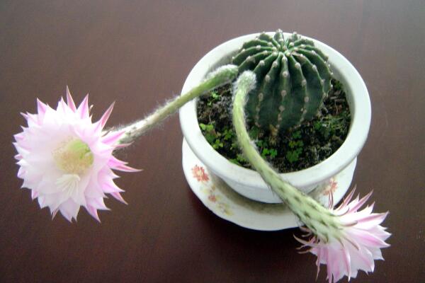 仙人球開花季節(jié)，每年的春夏季綻放（花期十天左右）