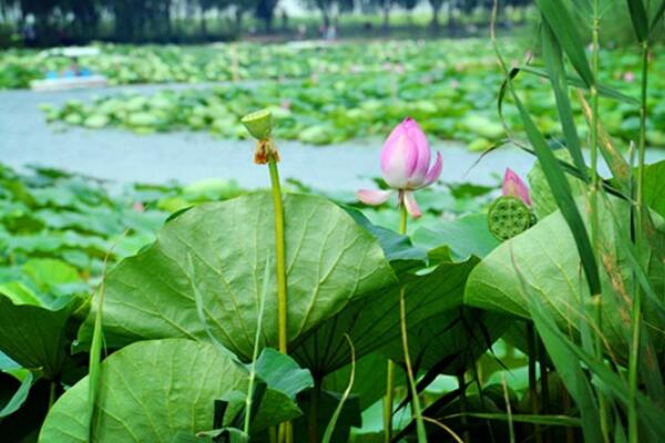 鴛鴦加荷花的寓意