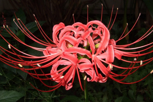 彼岸花長葉后多長時間開花