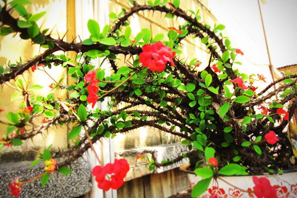 虎刺梅的養(yǎng)殖方法和注意事項(xiàng)，讓虎刺梅爆盆的關(guān)鍵