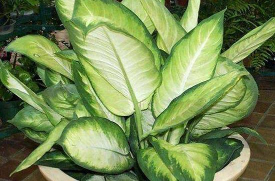 大葉萬年青有毒嗎，誤食會導(dǎo)致聲帶嘶啞、失明