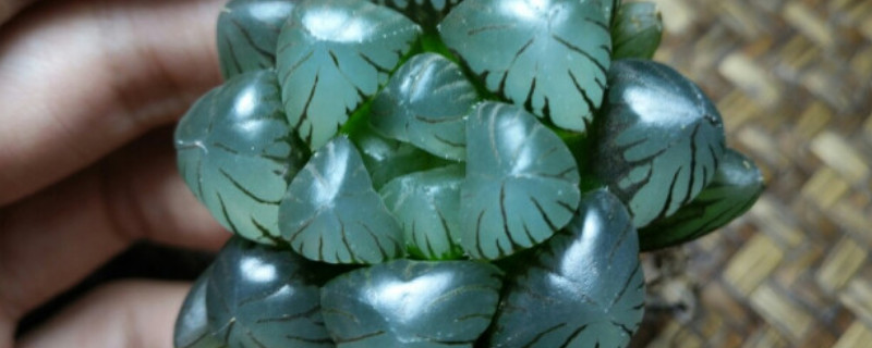 玉露能長(zhǎng)多大