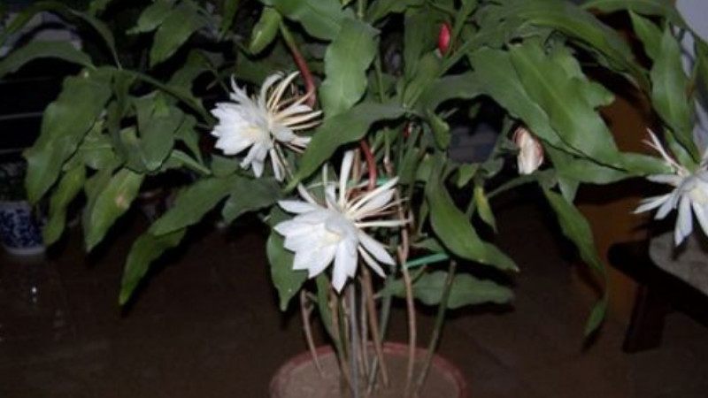 曇花葉子太長(zhǎng)怎么修剪