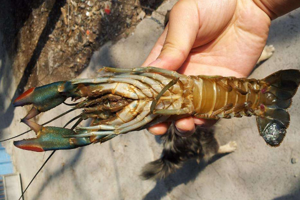 澳洲小青龍的養(yǎng)殖方法