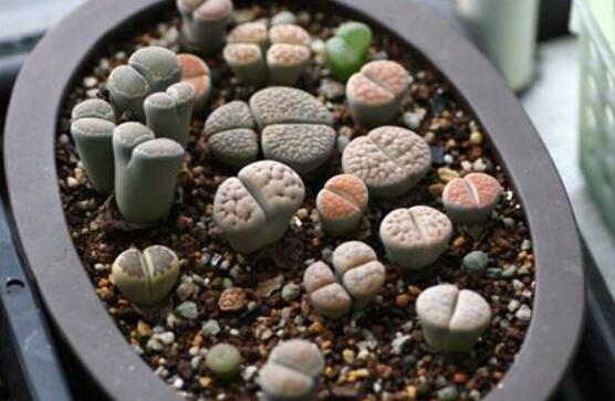 生石花怎么分株繁殖，教你一學(xué)就會五個基本步驟