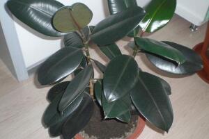 橡皮樹用什么肥料好，橡皮樹怎么養(yǎng)長得快