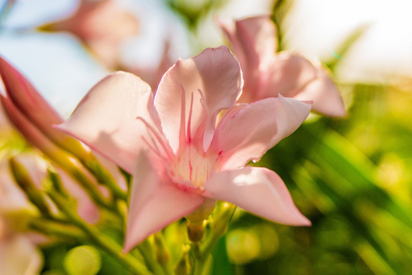 粉劍蘭花語(yǔ)