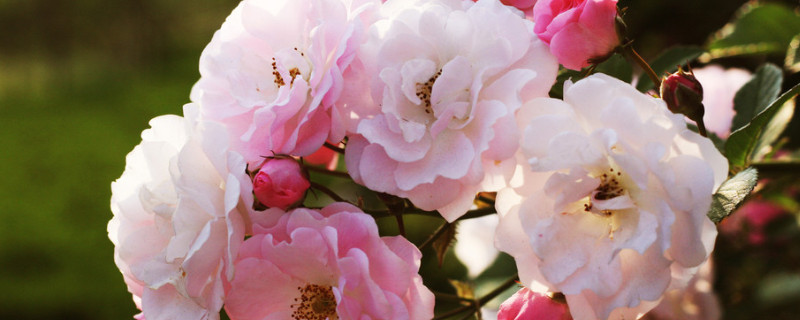 薔薇種幾年才開(kāi)花