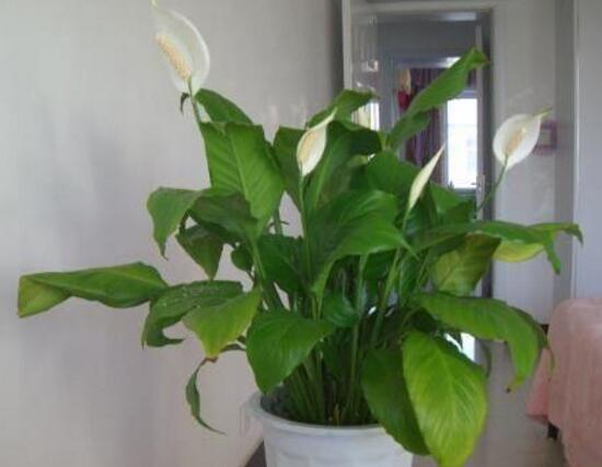 一帆風(fēng)順花的擺放禁忌，忌光線太強(qiáng)與溫度極低處