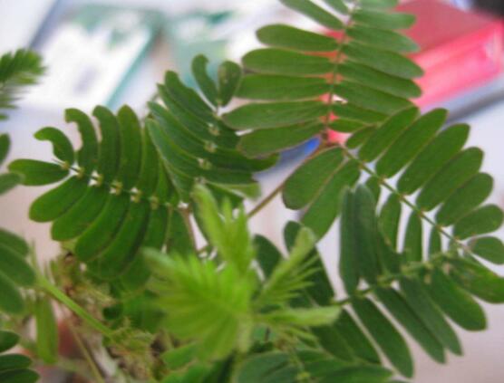 含羞草對(duì)人體有害嗎，微毒無(wú)害/美化家居、凈化空氣