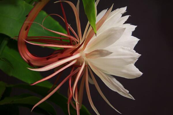 曇花和仙人掌花的區(qū)別