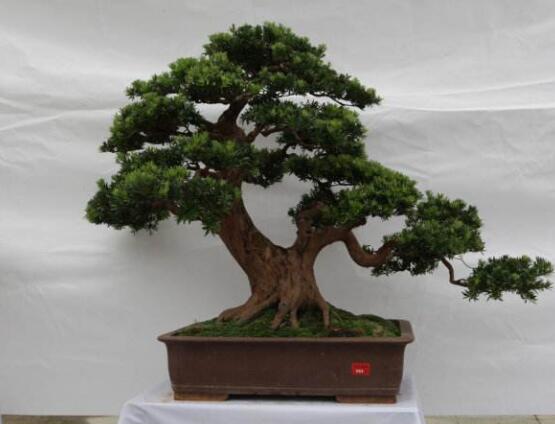 羅漢松盆景怎么養(yǎng)，老農(nóng)總結(jié)八大養(yǎng)殖方法