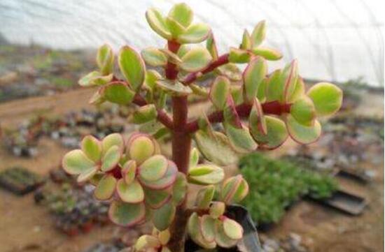 雅樂之舞的扦插技巧，老農(nóng)總結(jié)六個最簡易基本步驟