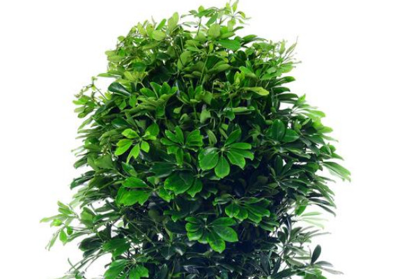 金錢(qián)樹(shù)和鴨掌木的區(qū)別