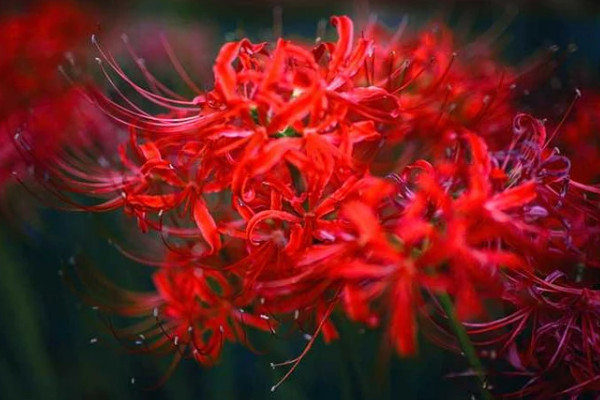 彼岸花的生長(zhǎng)周期是多久