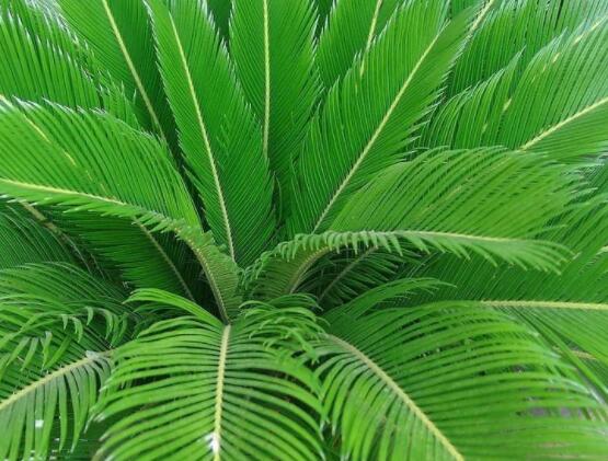 鐵樹開花是吉還是兇，預(yù)示生活美滿、大吉大利(吉兆)