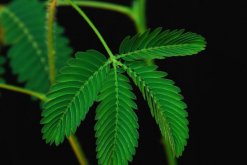 含羞草一直閉合不開，導(dǎo)致含羞草閉合的5種原因