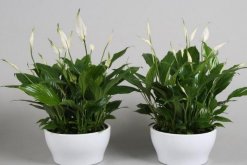 白掌和一帆風順是一種花嗎，是同一種植物沒區(qū)別