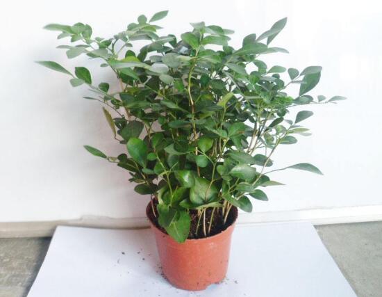 九里香怎么修剪，九里香的修剪圖解