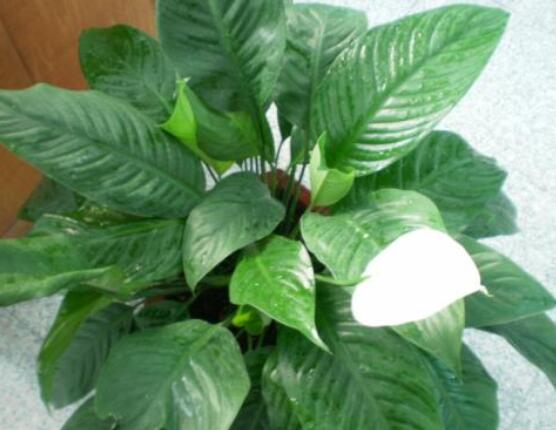 一帆風(fēng)順蔫了怎么補救，四種原因以及補救辦法