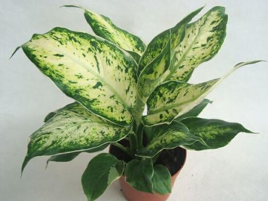 花葉萬年青有毒嗎，花葉萬年青能放室內(nèi)嗎