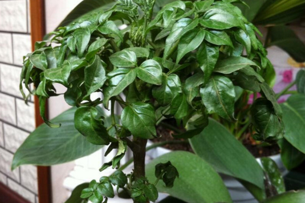 平安樹葉子耷拉怎么辦，適當(dāng)補充光照增施氮肥