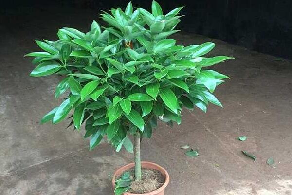 平安樹怎么扦插繁殖，五步教你簡單學(xué)會