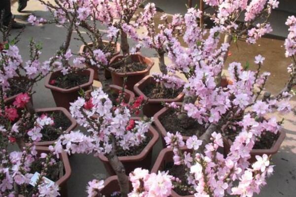 盆栽桃花如何修剪，4步即可完成桃花的修剪