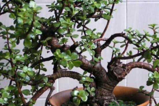 燕子掌和玉樹(shù)哪個(gè)有毒，玉樹(shù)汁液有毒/燕子掌無(wú)毒現(xiàn)象