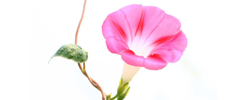 牽?；ㄔ趺答B(yǎng)家庭養(yǎng)法